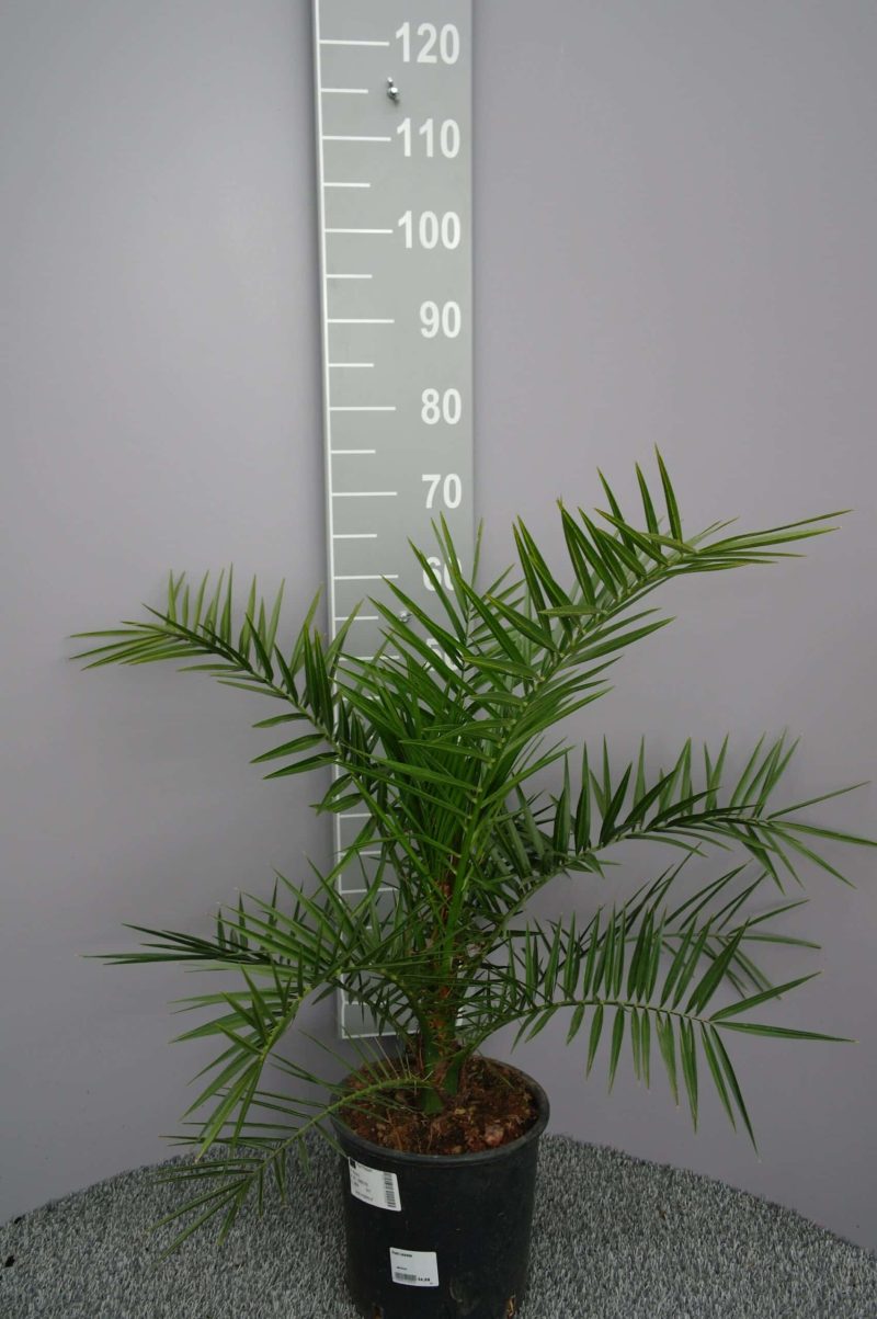Palmboom Phoenix Canariensis