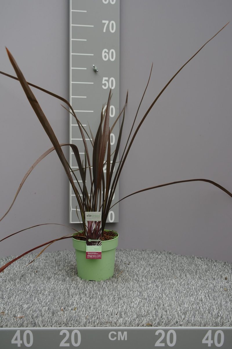 Phormium Tenax 'Amazing Red' - Nieuw-Zeelands Vlas - Afbeelding 2