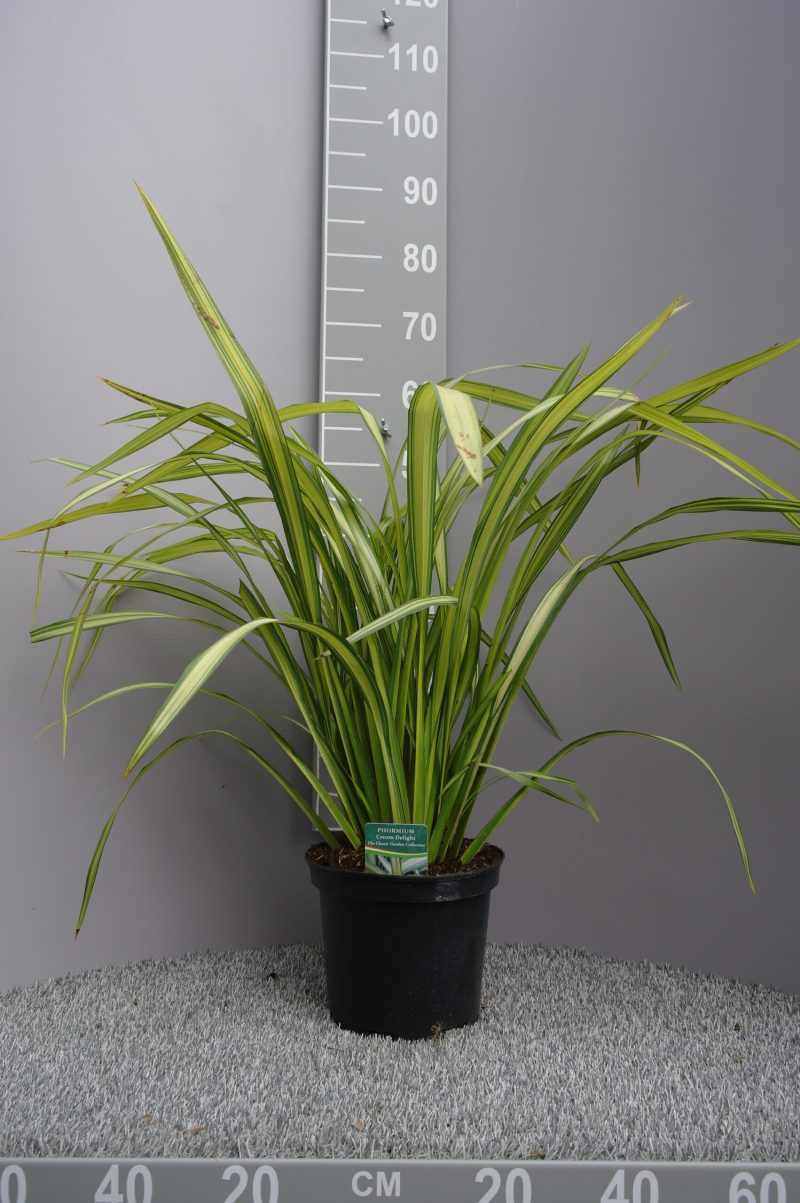 Phormium Tenax 'Cream Delight' - Nieuw-Zeelands Vlas