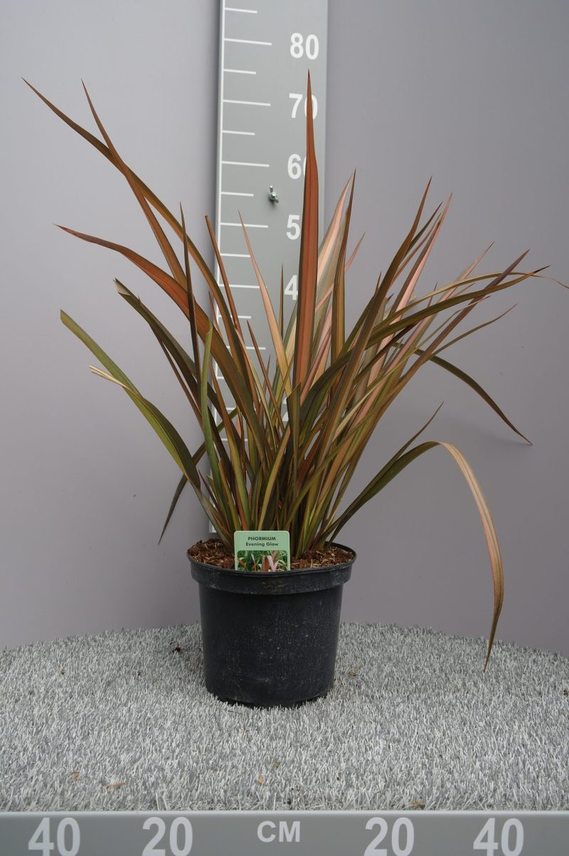 Phormium Tenax 'Evening Glow' - Nieuw-Zeelands Vlas