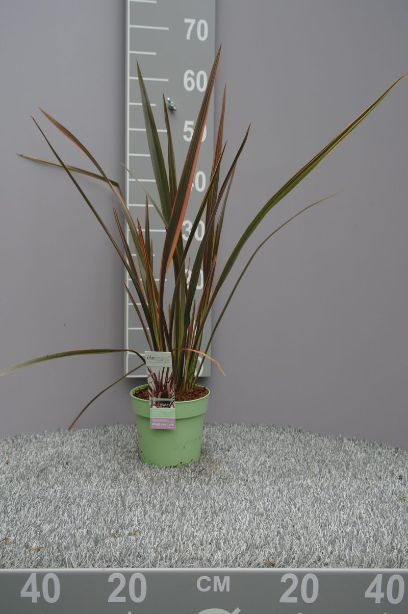 Phormium Tenax 'Evening Glow' - Nieuw-Zeelands Vlas - Afbeelding 2