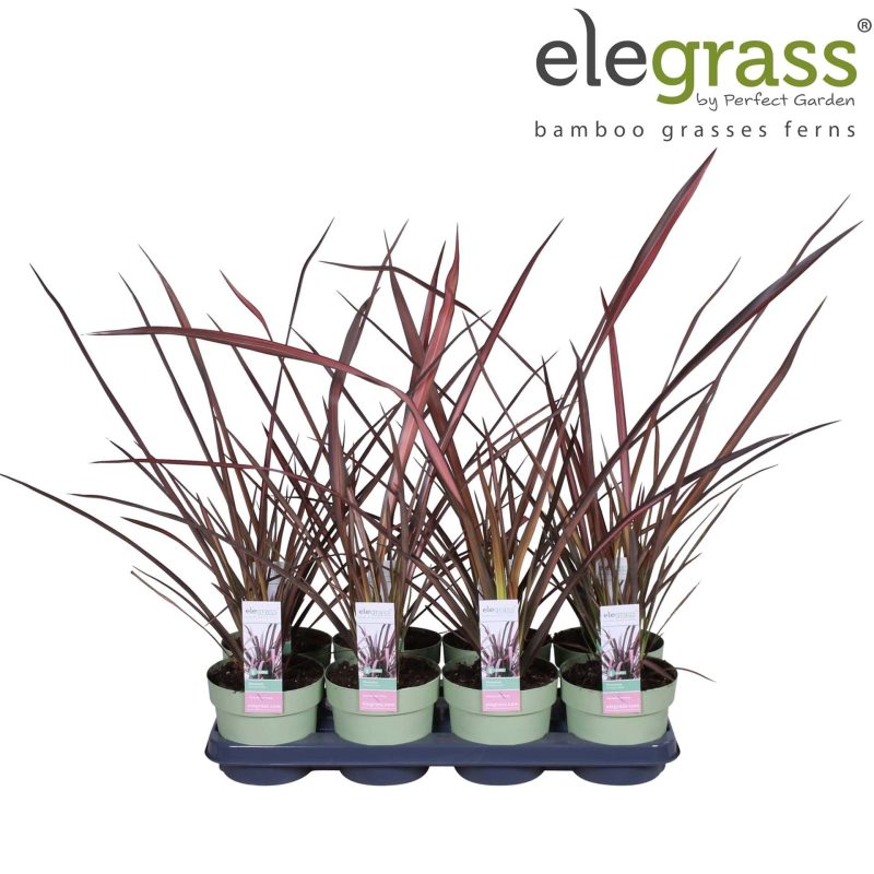 Phormium Tenax 'Duet' - Nieuw-Zeelands Vlas