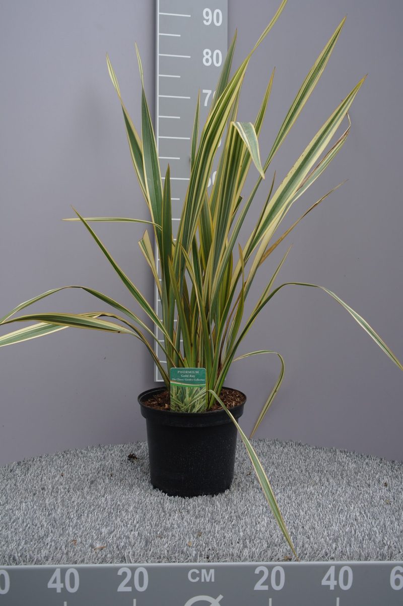 Phormium Tenax 'Golden Ray' - Nieuw-Zeelands Vlas