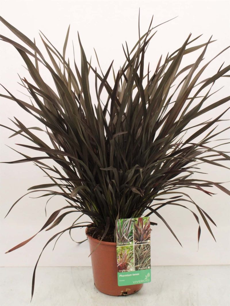 Phormium Tenax 'Platt's Black' - Nieuw-Zeelands Vlas