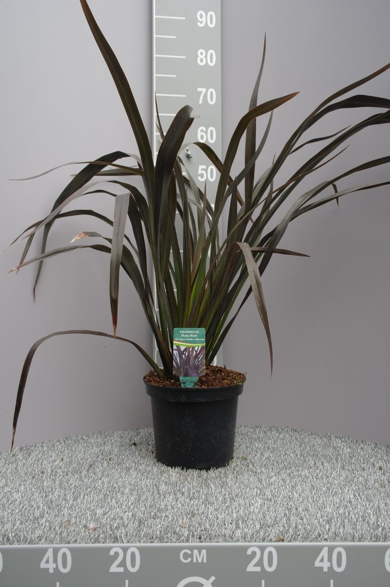 Phormium Tenax 'Platt's Black' - Nieuw-Zeelands Vlas