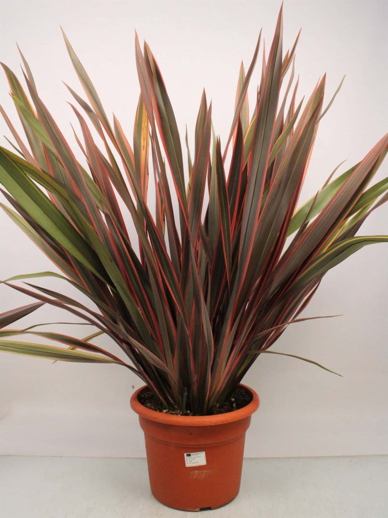 Phormium Tenax 'Rainbow Queen' - Nieuw-Zeelands vlas