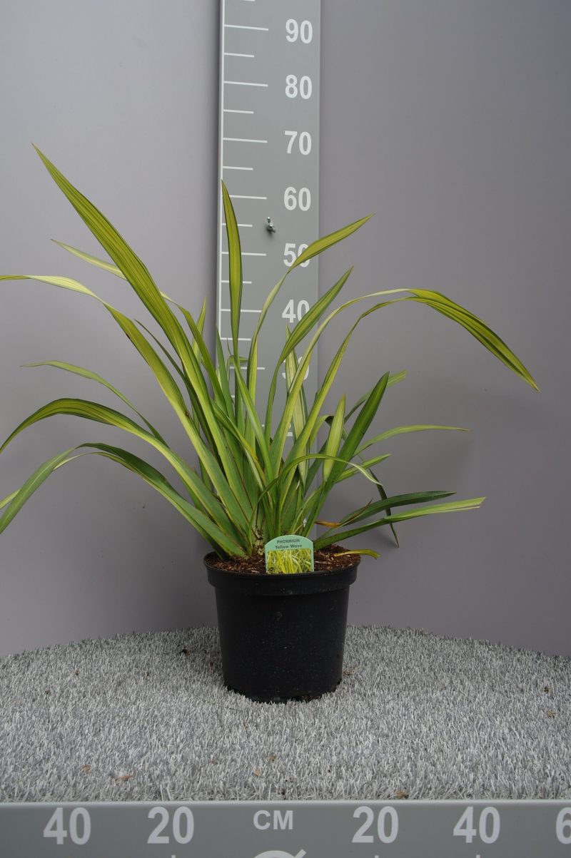 Phormium Tenax 'Yellow Wave' - Nieuw-Zeelands Vlas