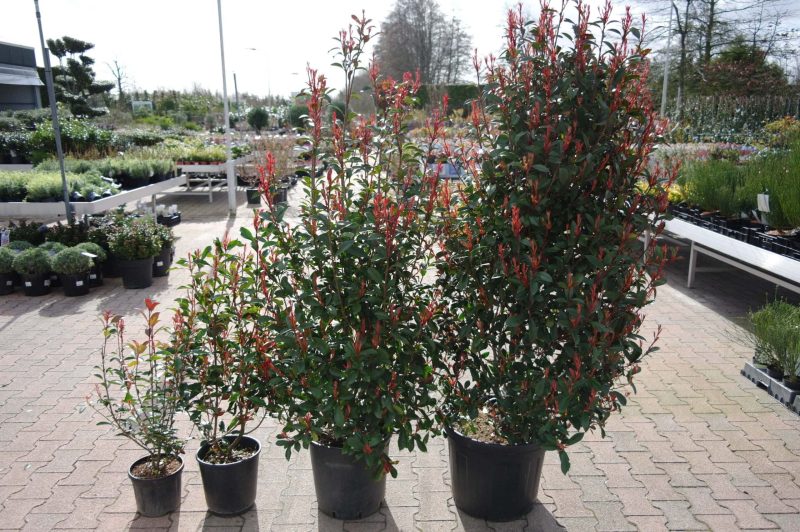 Photinia Carre Rouge - Afbeelding 2