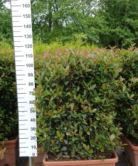 Photinia Carre Rouge in bak