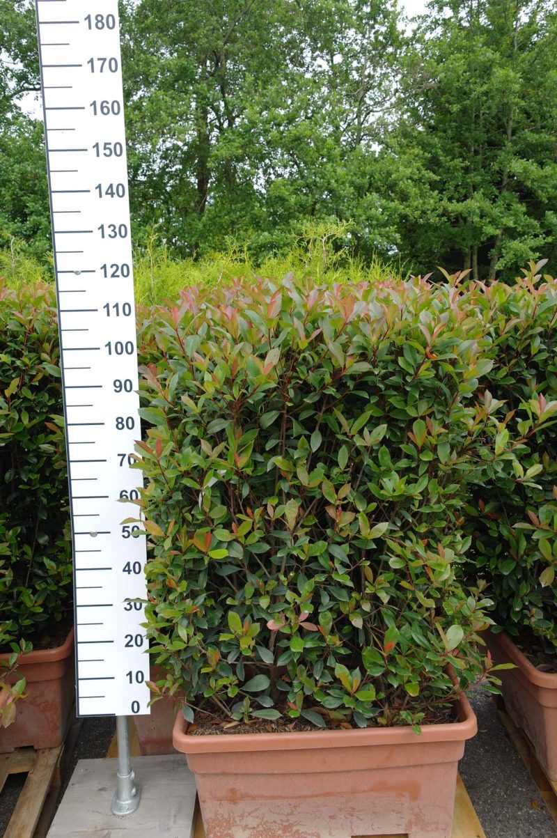 Photinia Carre Rouge in bak