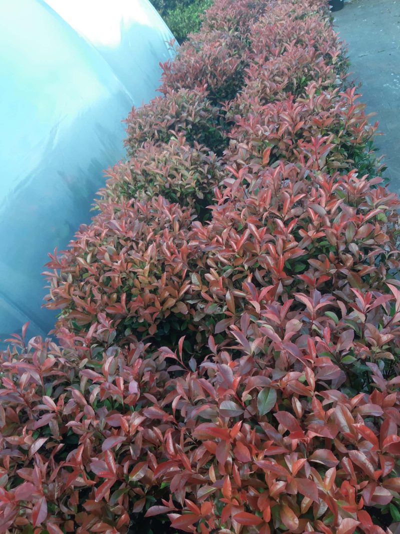 Photinia Carre Rouge - Afbeelding 2