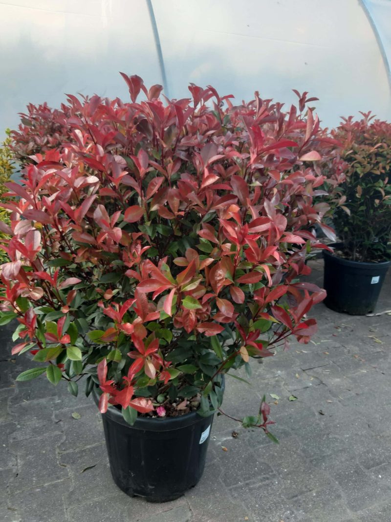 Photinia Carre Rouge