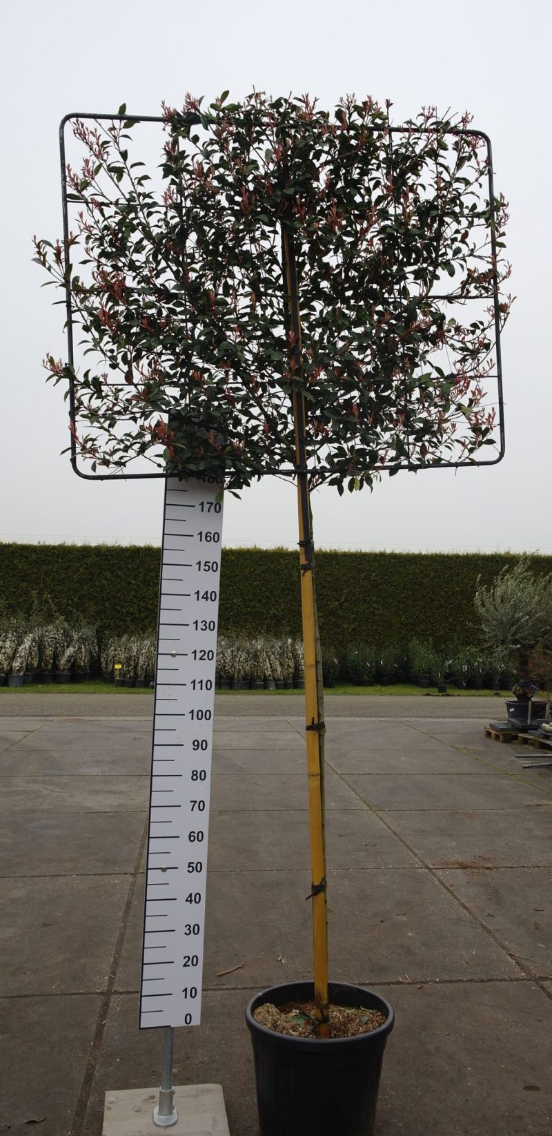 Photinia Robusta Compacta leirek