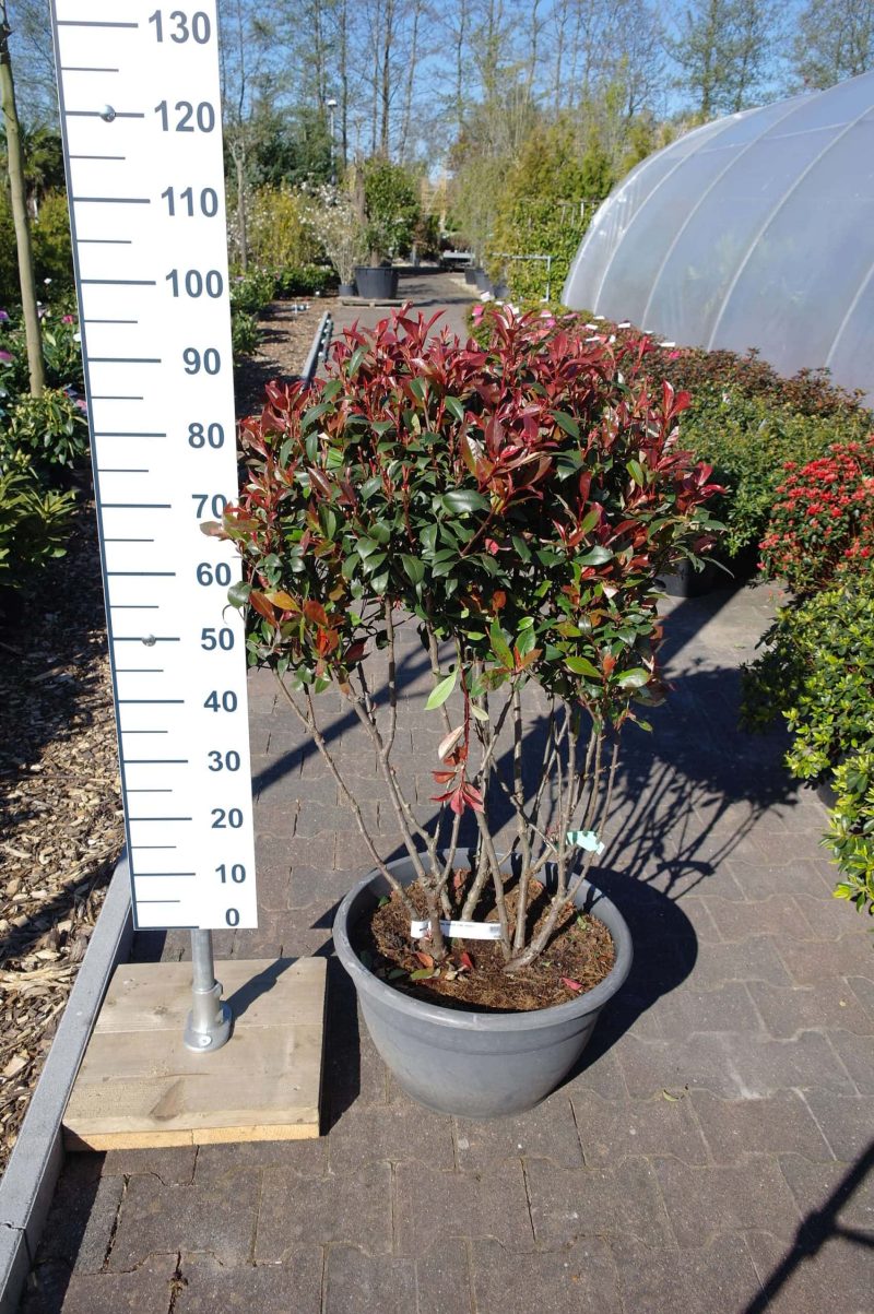 Photinia Compacta multistam