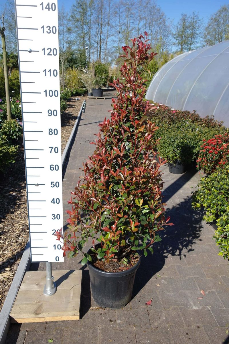 Photinia Robusta Compacta Piramide