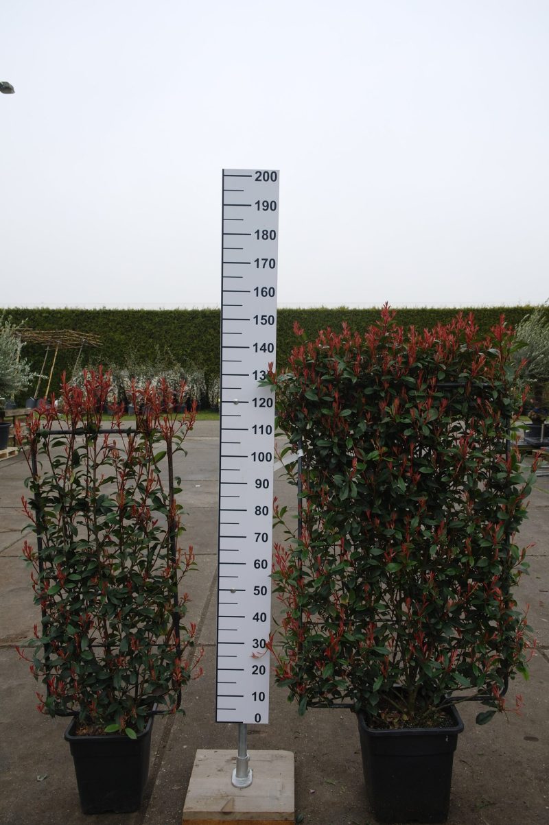 Photinia Robusta Compacta leirek - Afbeelding 2