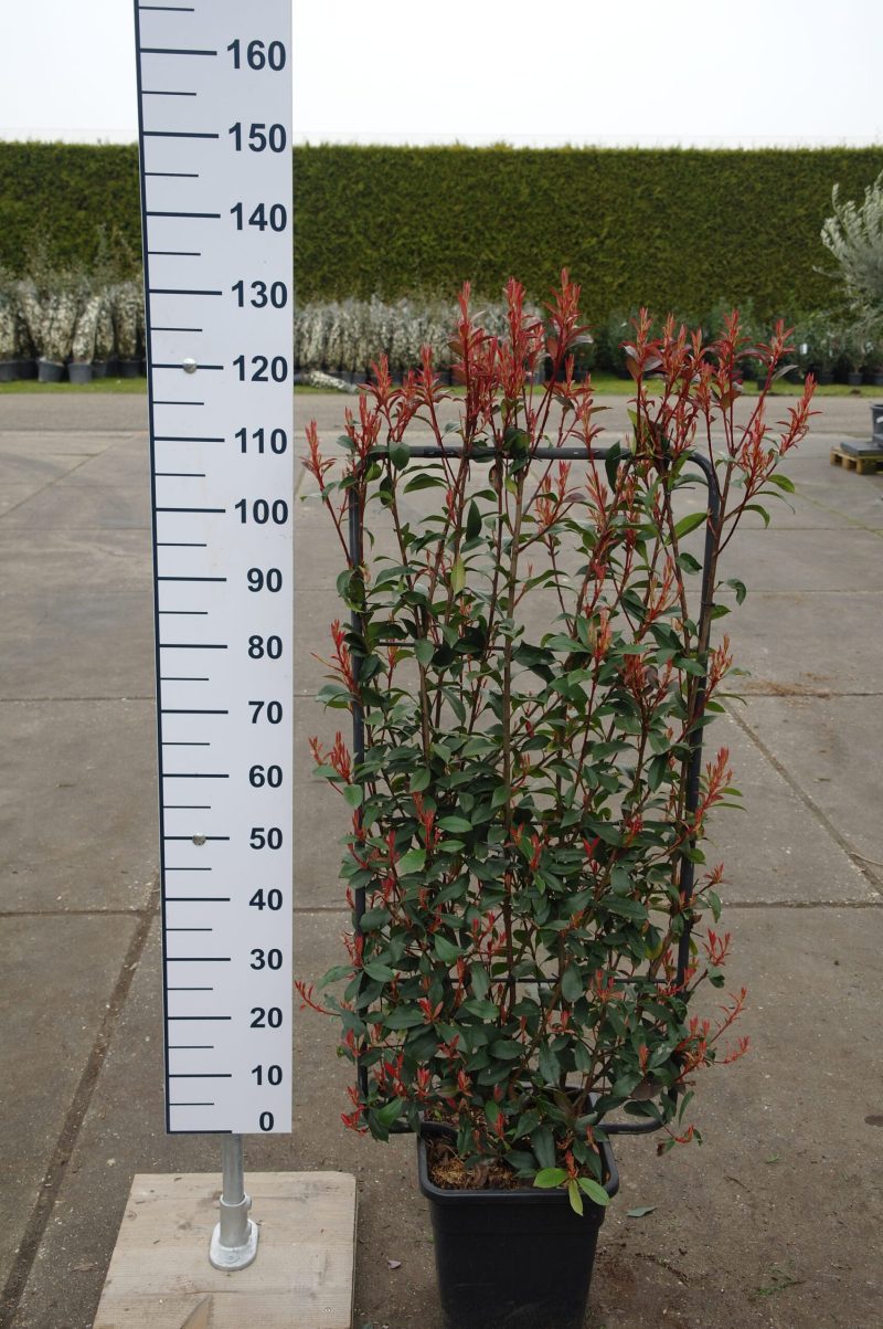 Photinia Robusta Compacta leirek
