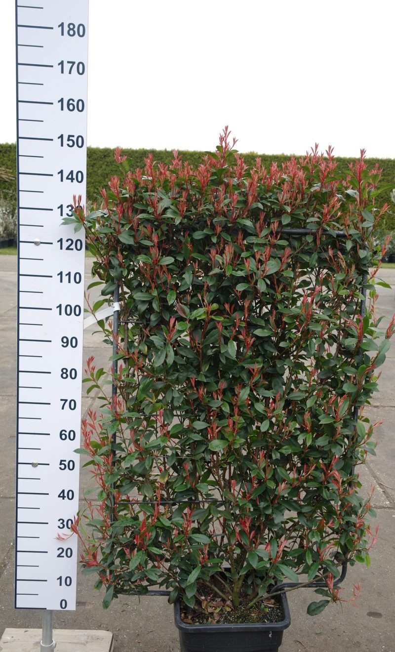 Photinia Robusta Compacta leirek
