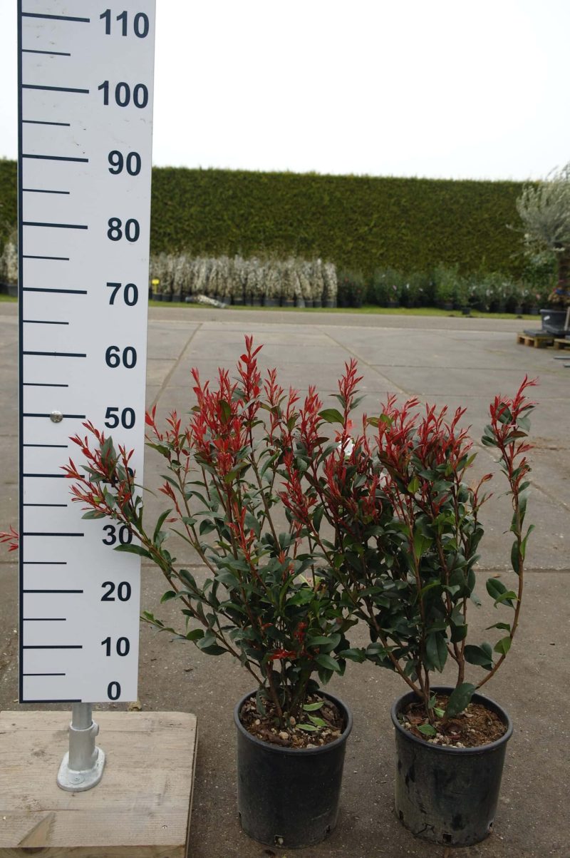 Photinia Carre Rouge - Afbeelding 3