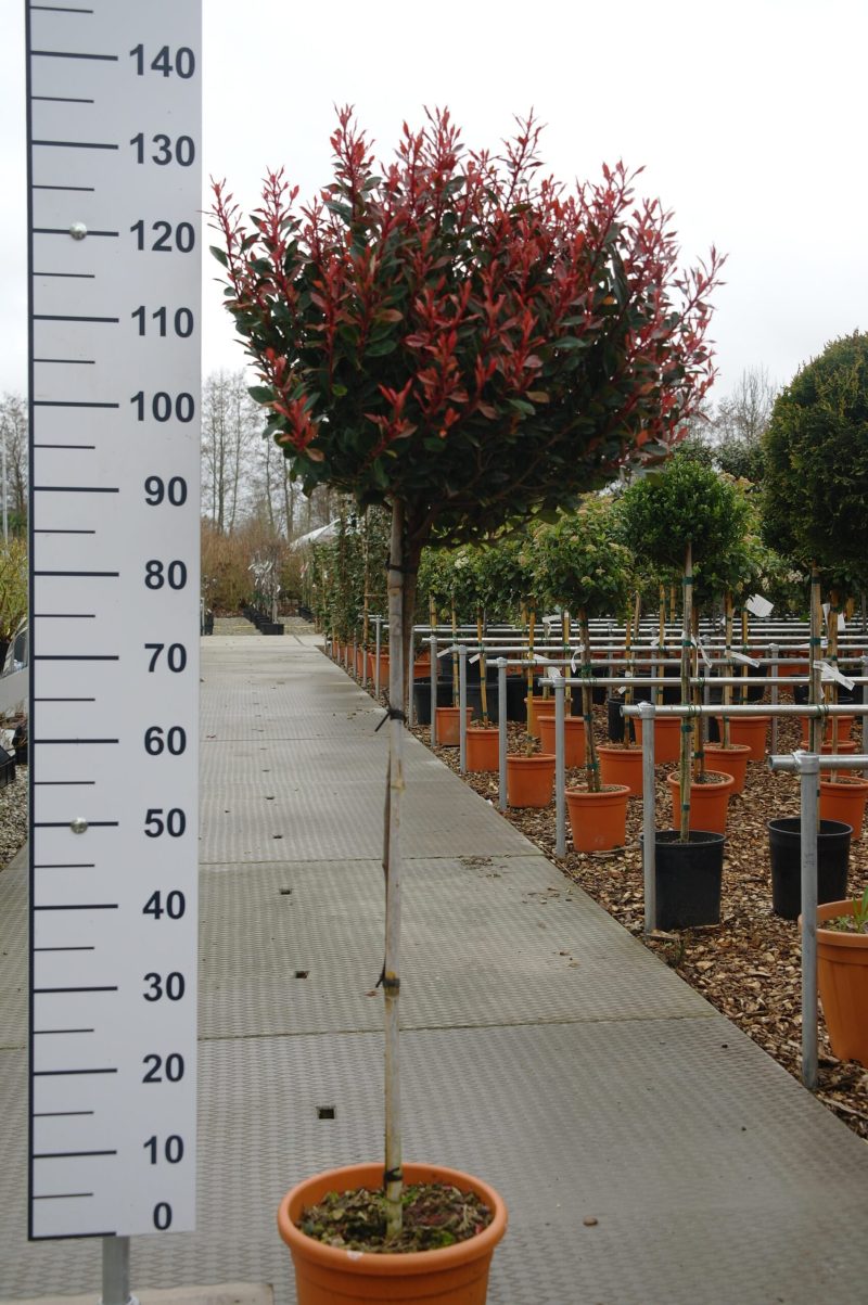 Photinia Fraseri 'Little Chico' bol op stam