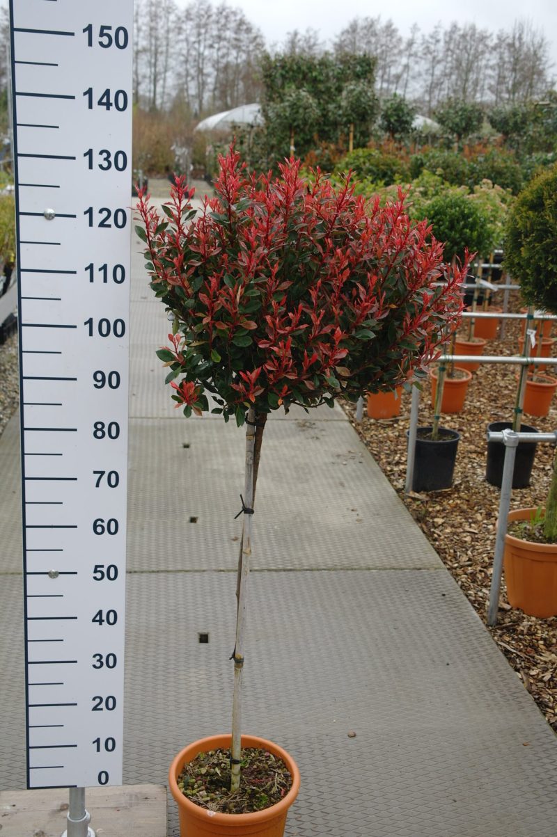 Photinia Fraseri 'Little Chico' bol op stam - Afbeelding 2