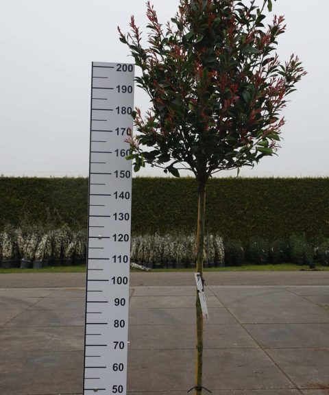 Photinia Robusta Compacta op stam