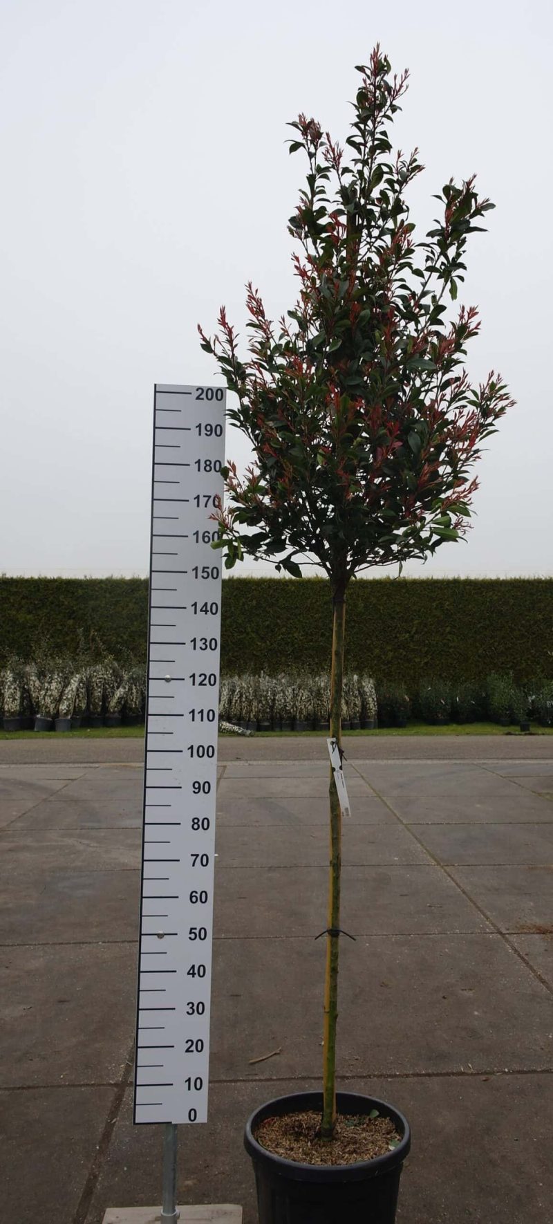 Photinia Robusta Compacta op stam
