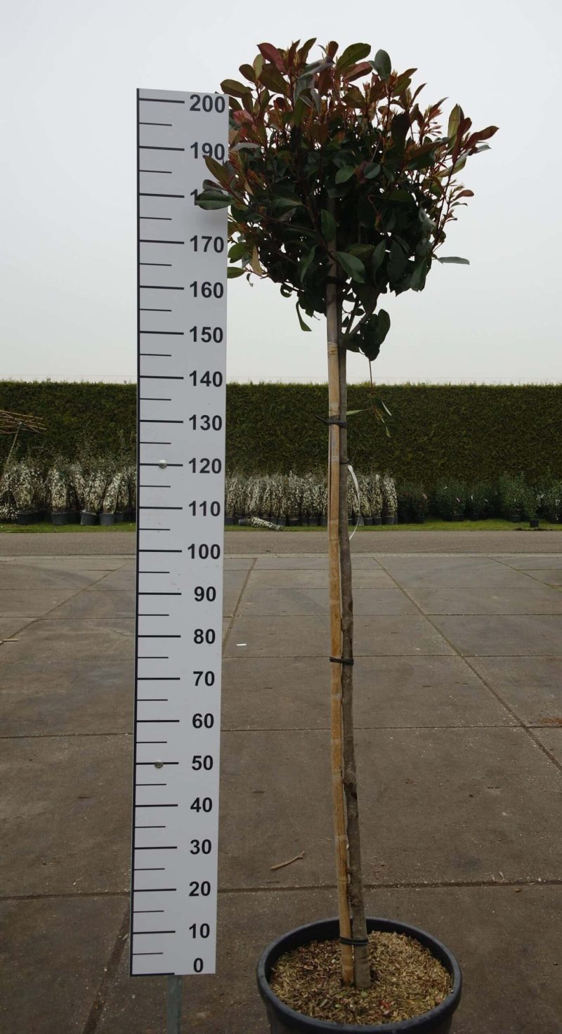 Photinia Red Robin op stam