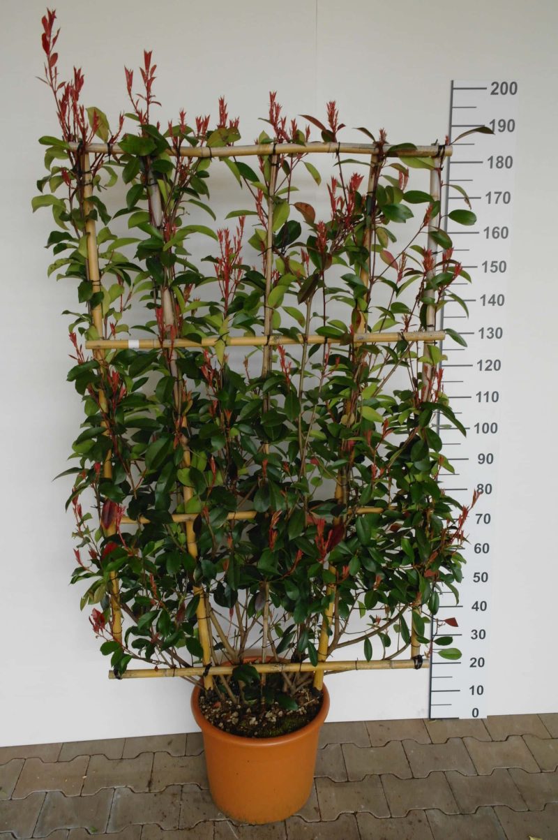 Photinia red Robin Leirek