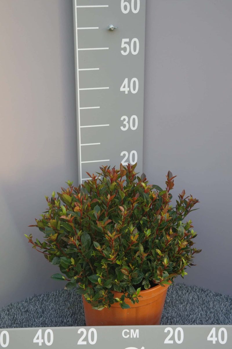 Photinia Fraseri 'Little Chico'