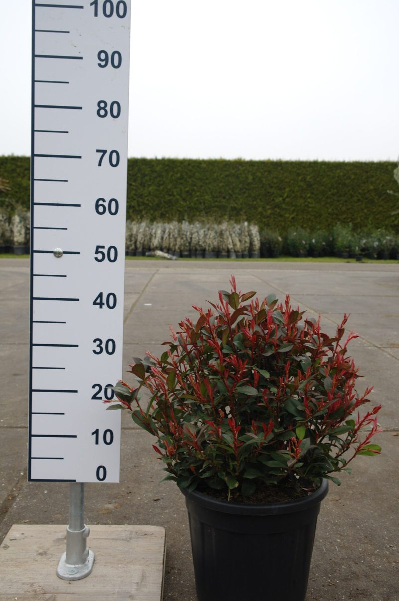 Photinia Fraseri 'Little Red Robin' bol