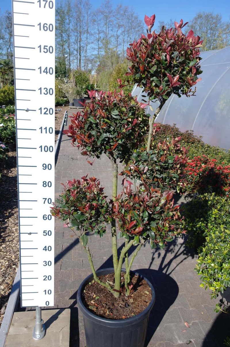 Photinia little Red Robin pon pon