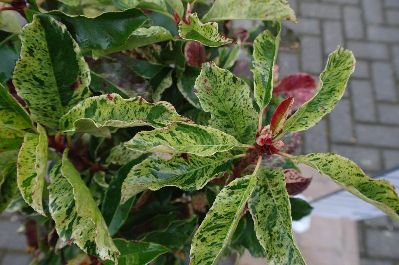 Photinia Fraseri 'Pink Crispy' - Afbeelding 2