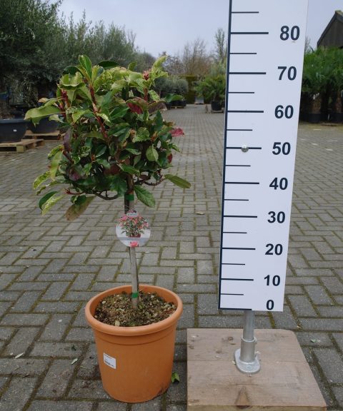 Photinia Fraseri 'Pink Crispy'