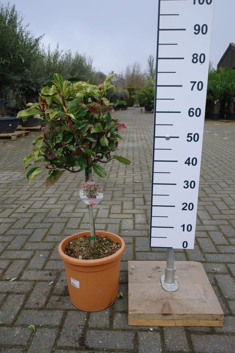 Photinia Fraseri 'Pink Crispy'