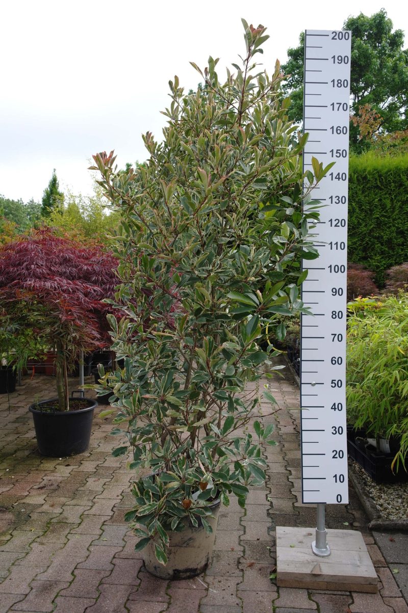 Photinia Fraseri 'Pink Marble'
