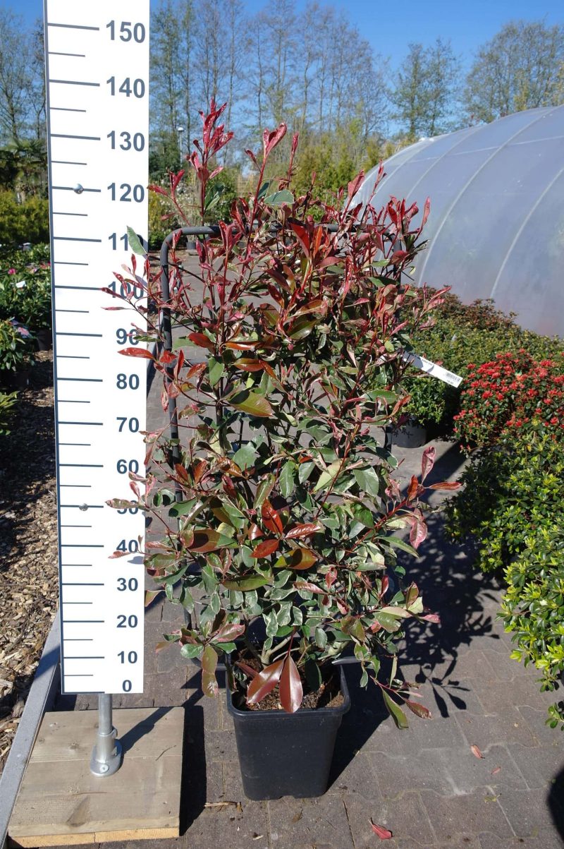 Photinia Fraseri 'Pink Marble' metalen rek