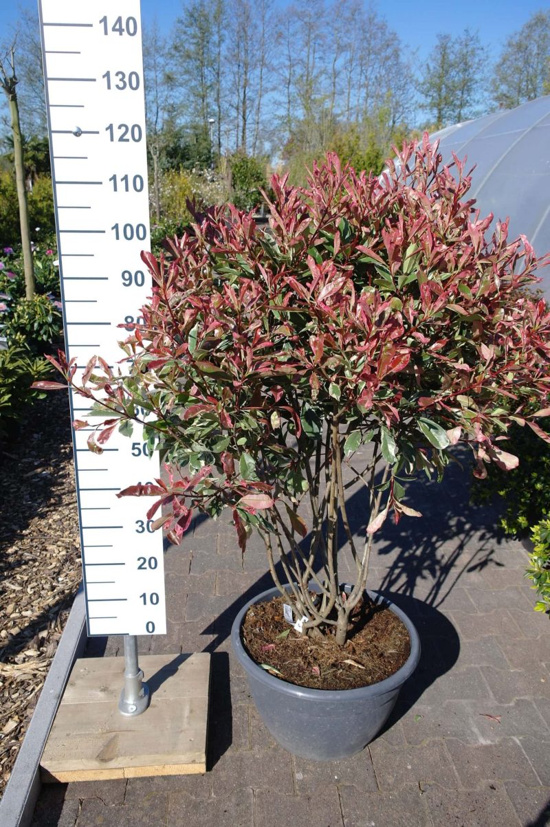 Photinia Fraseri 'Pink Marble' multistam