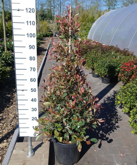 Photinia Fraseri 'Pink Marble' piramide