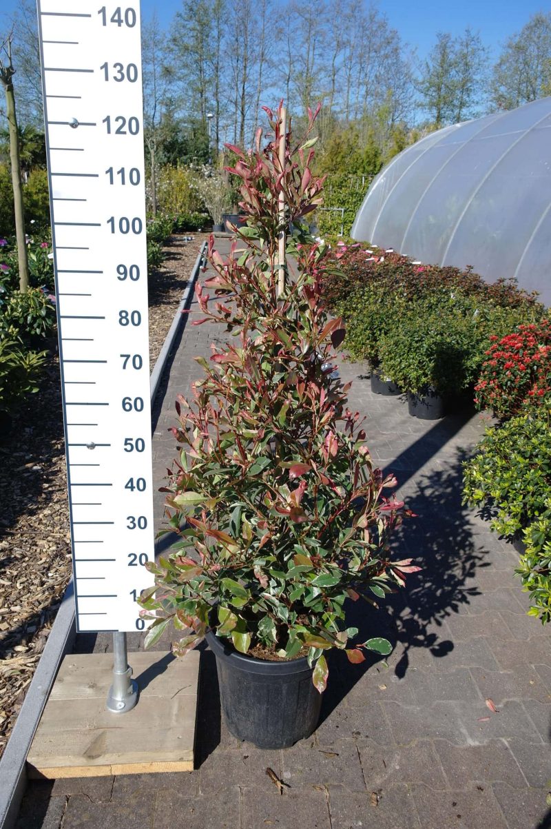 Photinia Fraseri 'Pink Marble' piramide