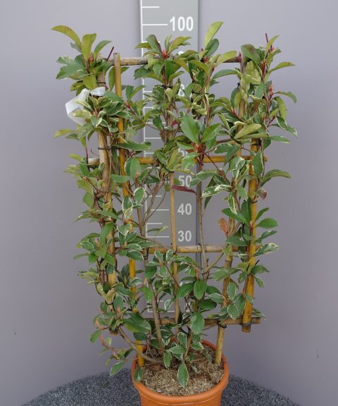 Photinia Fraseri 'Pink Marble' op rek