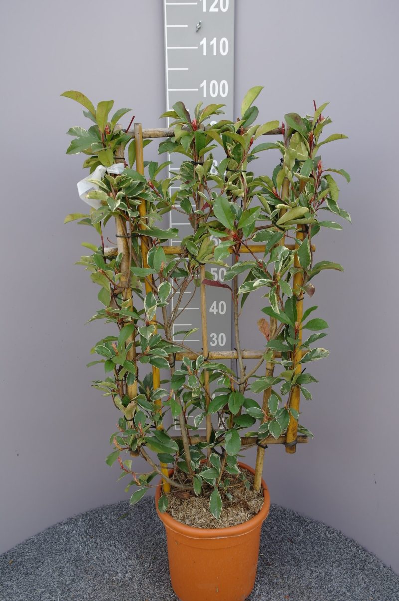 Photinia Fraseri 'Pink Marble' op rek