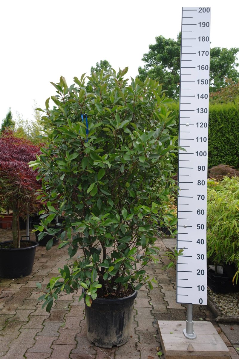 Photinia Red Robin