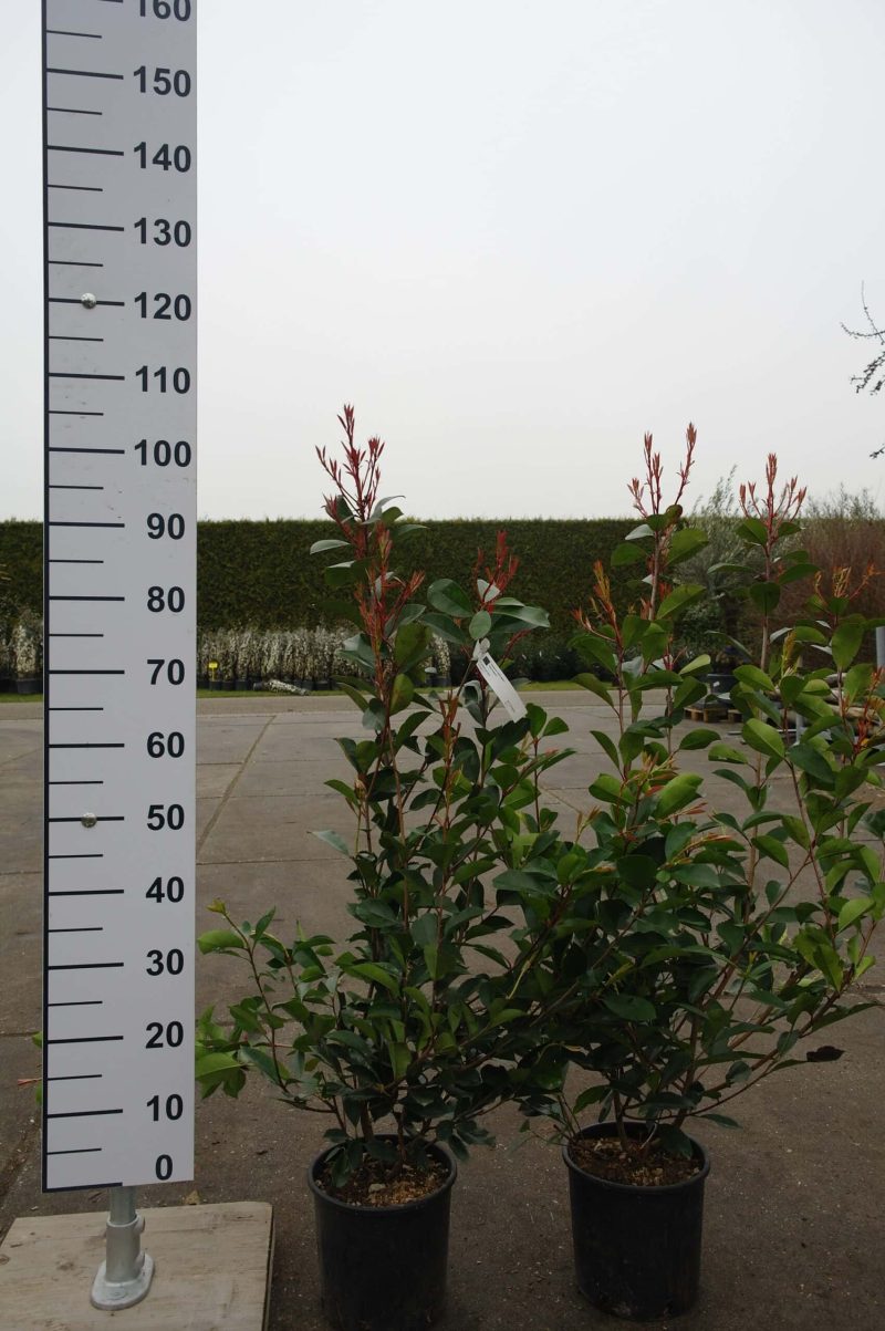 Photinia Red Robin