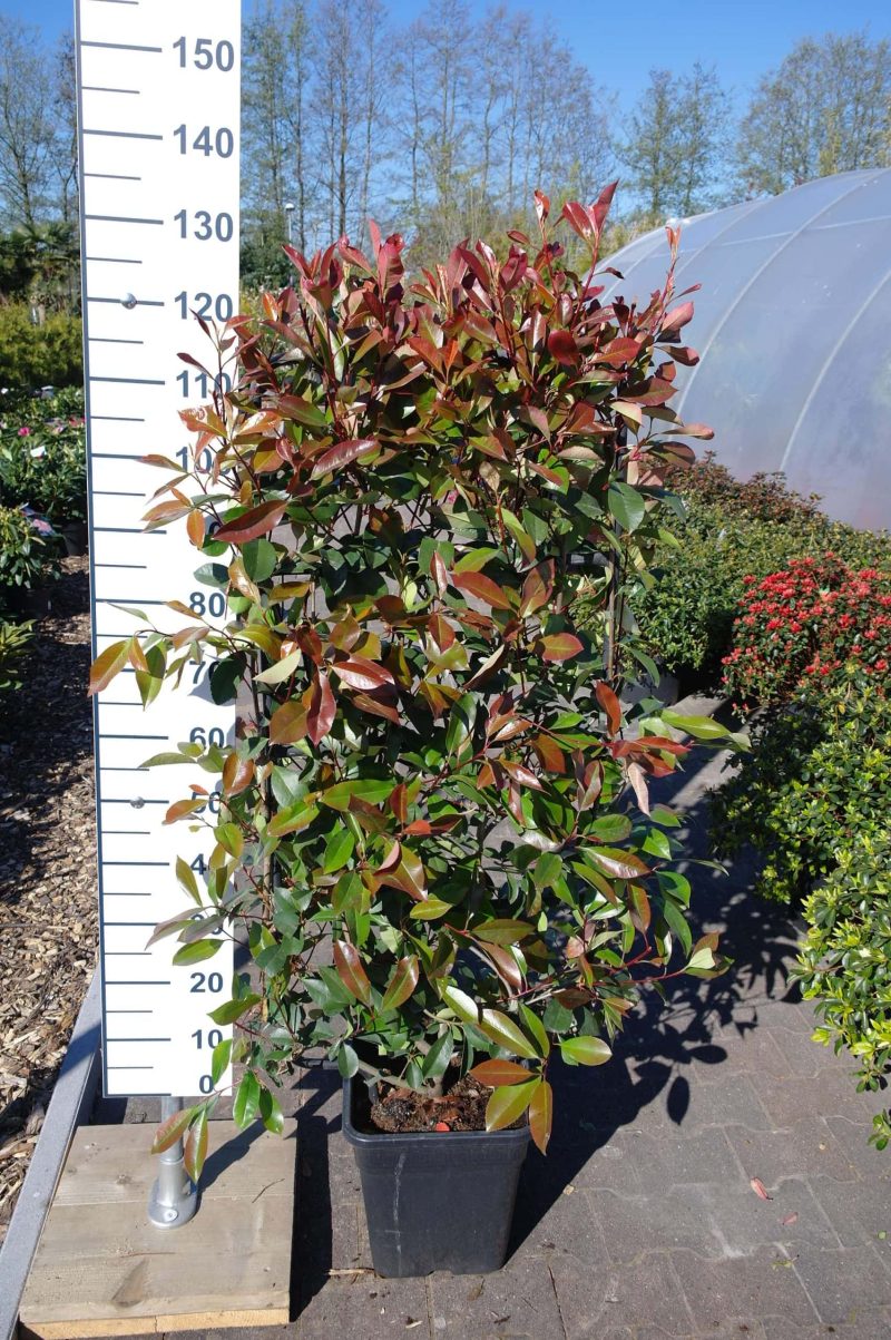 Photinia Red Robin metalen rek