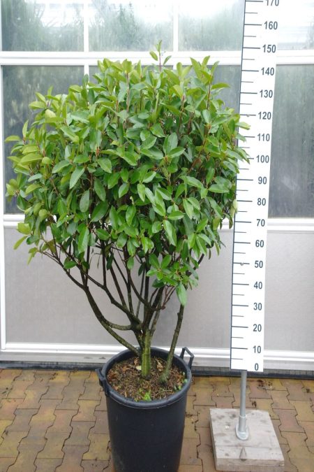 Photinia Red Robin multistam - Afbeelding 2