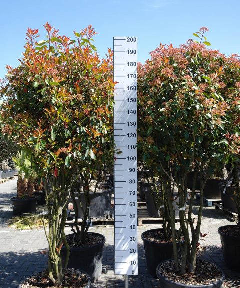 Photinia Red Robin multistam