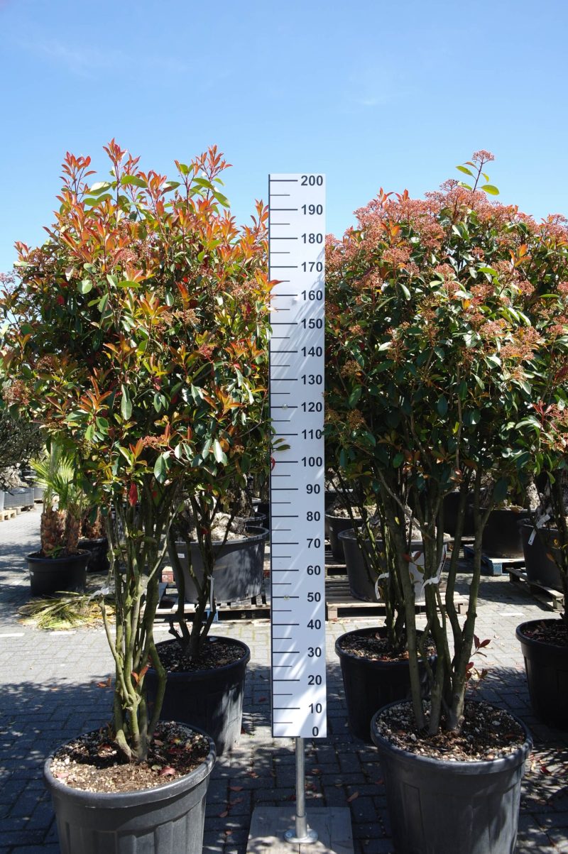 Photinia Red Robin multistam