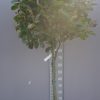 Photinia Red Robin op stam