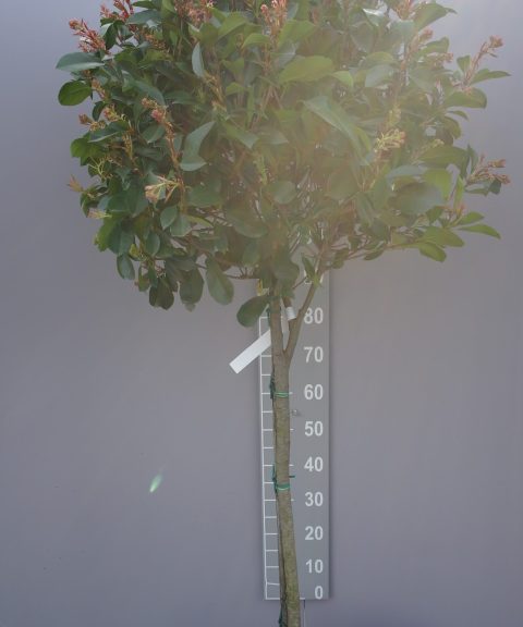Photinia Red Robin op stam